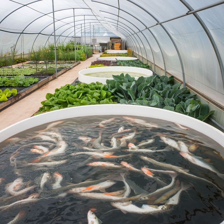 Eco Friendly Inland Containment Aquaculture Systems